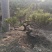 松树
