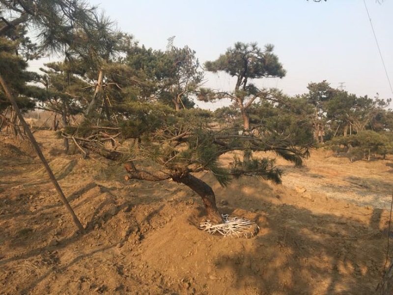 松树