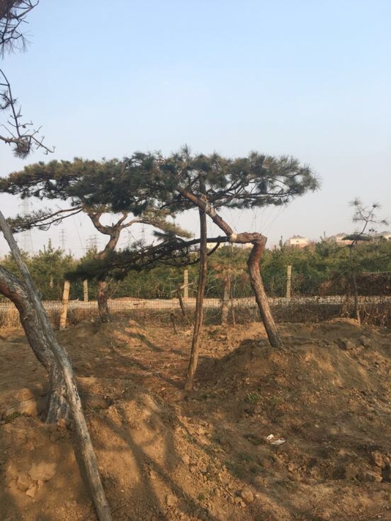 松树