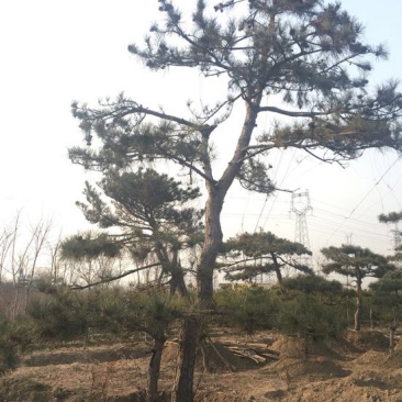 松树
