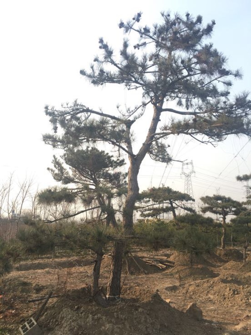 松树