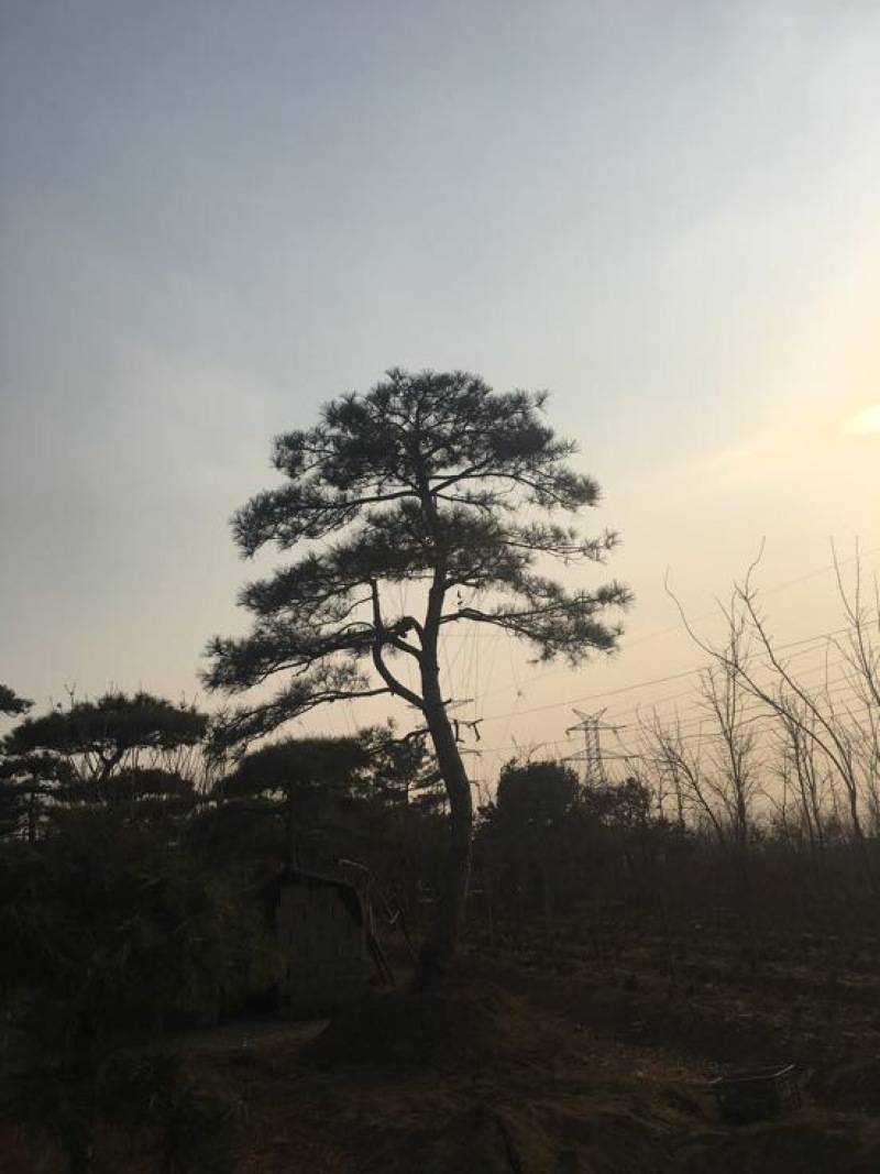 松树