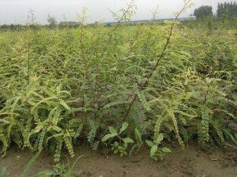 皂角树苗自家育苗基地品种质量保证根系发达