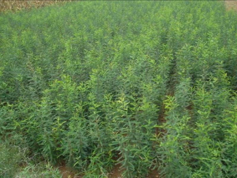 皂角树苗自家育苗基地品种质量保证根系发达