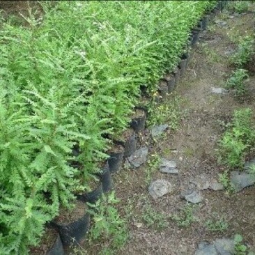 皂角树苗自家育苗基地品种质量保证根系发达