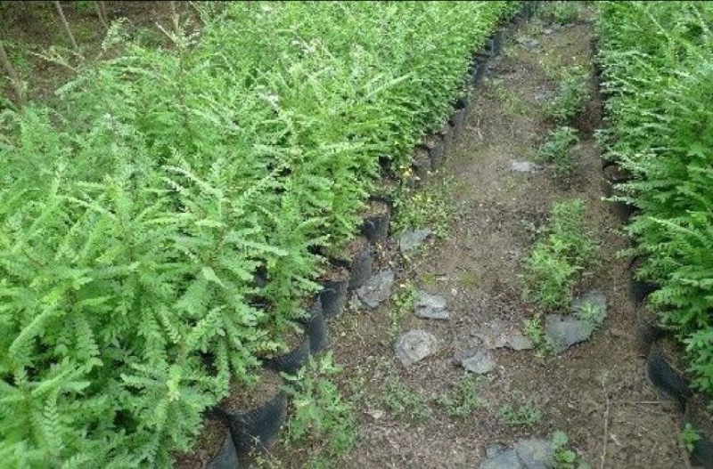 皂角树苗自家育苗基地品种质量保证根系发达