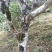 普洱茶