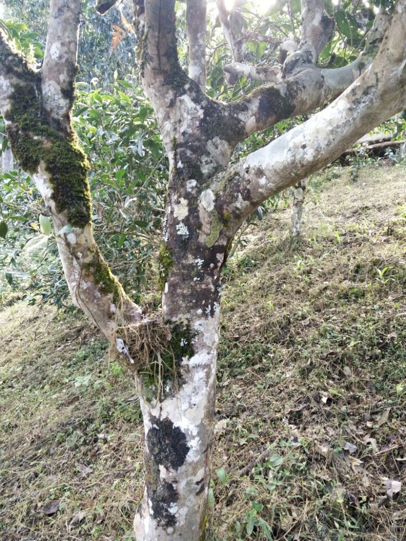 普洱茶