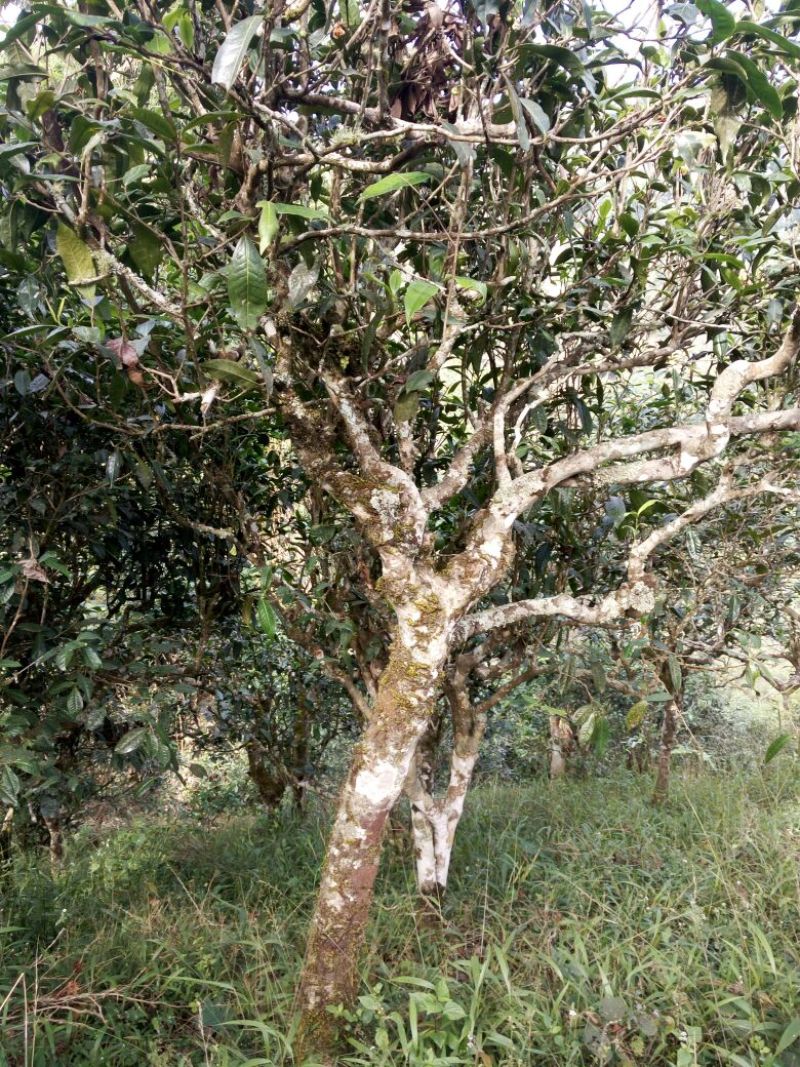 普洱茶