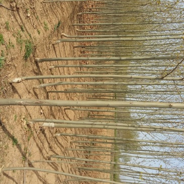 杨树201~230cm