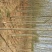 杨树201~230cm