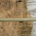 杨树201~230cm