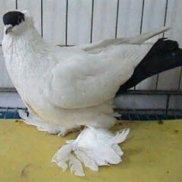 两头乌鸽母