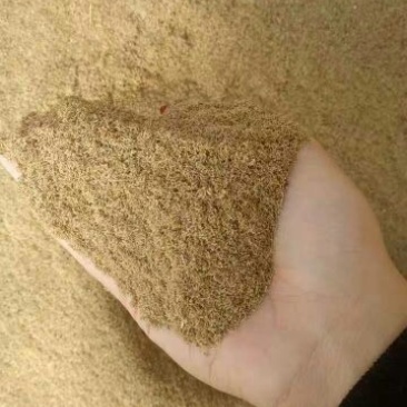 龙胆草种子，，，，，，，，，，，，，，，，，