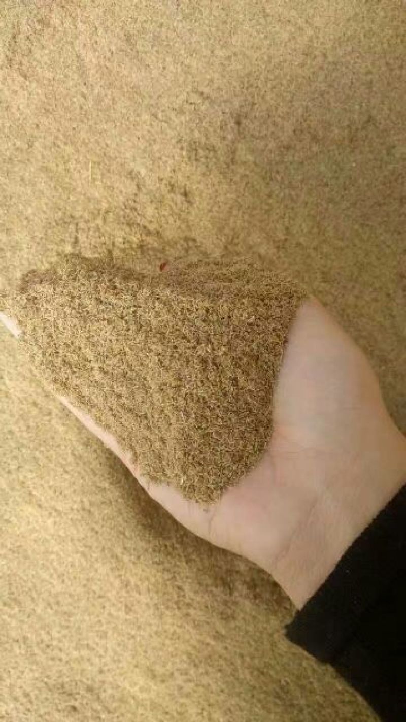 龙胆草种子，，，，，，，，，，，，，，，，，
