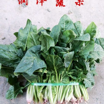 大叶菠菜20~25厘米