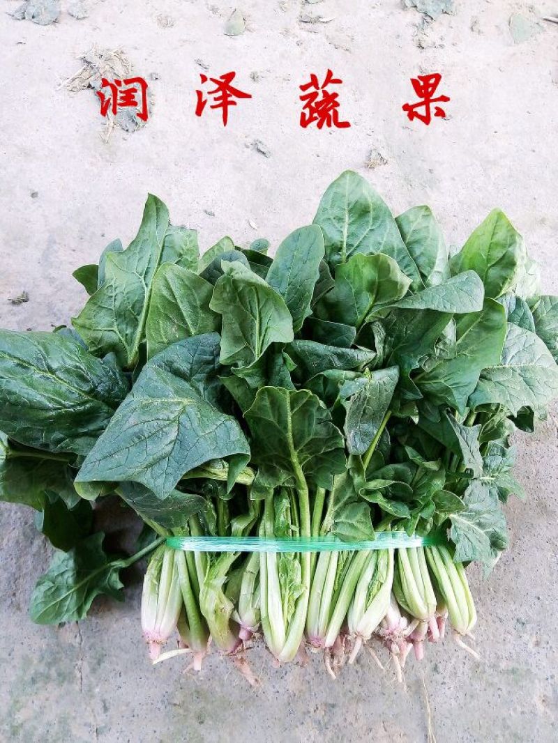 大叶菠菜20~25厘米