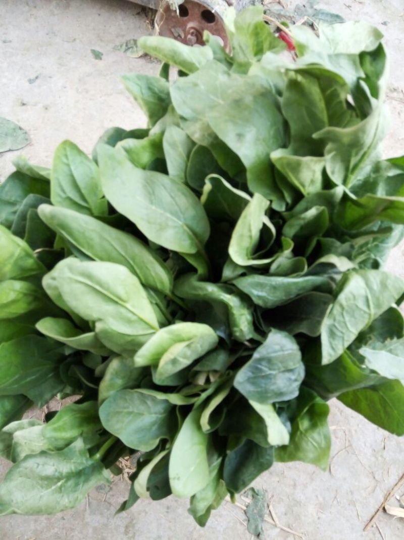 大叶菠菜20~25厘米