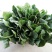 大叶菠菜20~25厘米