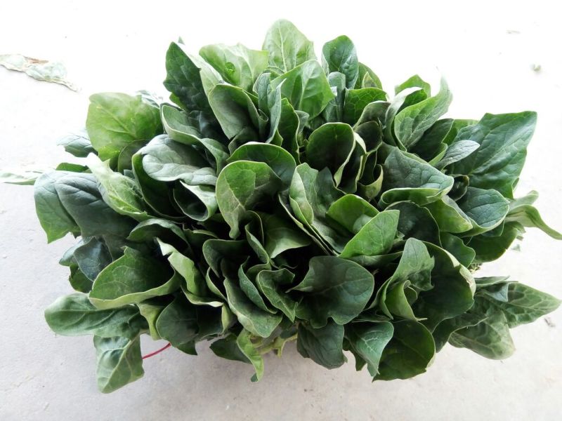 大叶菠菜20~25厘米