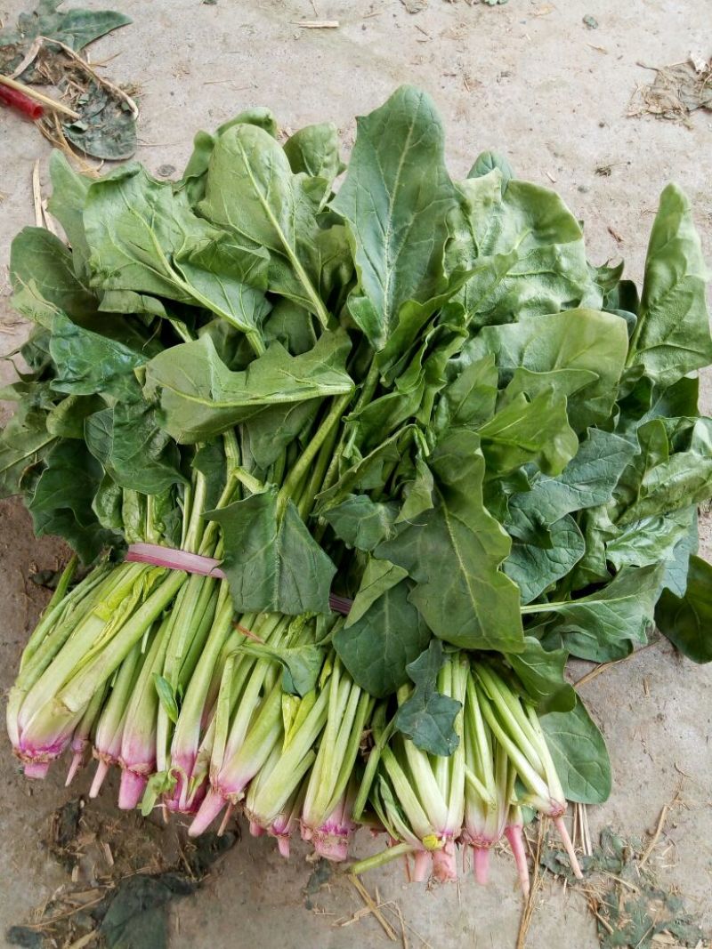 大叶菠菜20~25厘米