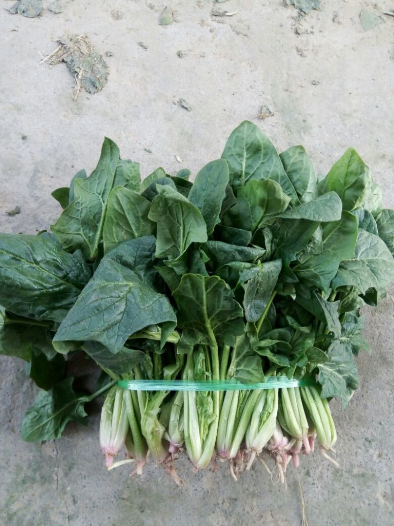 大叶菠菜20~25厘米