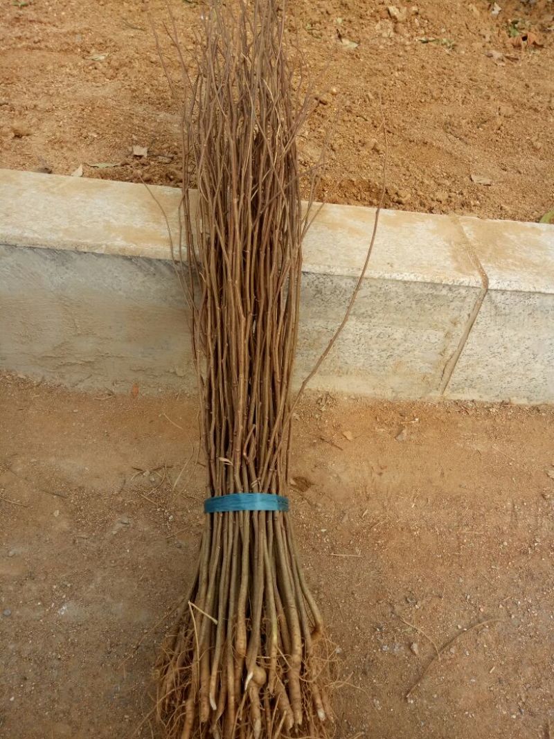刺槐