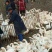 三花鹅苗250g以下