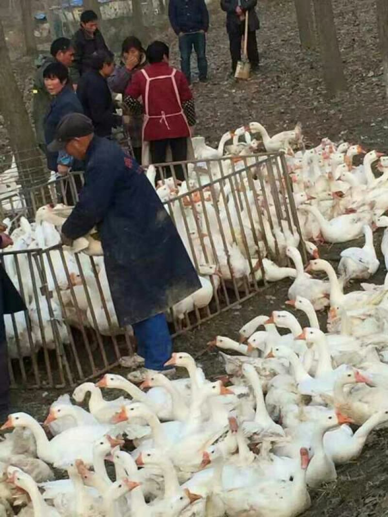三花鹅苗250g以下