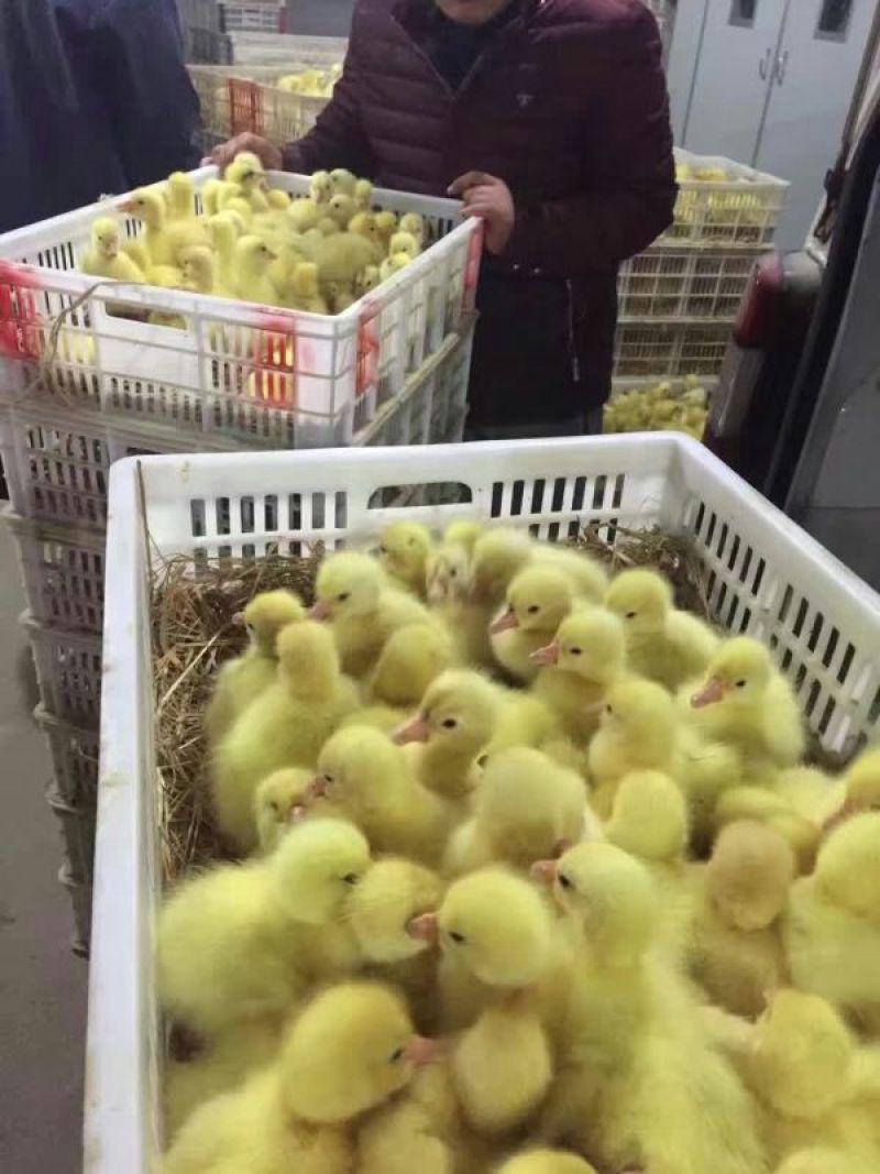 三花鹅苗250g以下