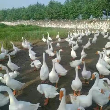 皖西白鹅鹅苗250g以下