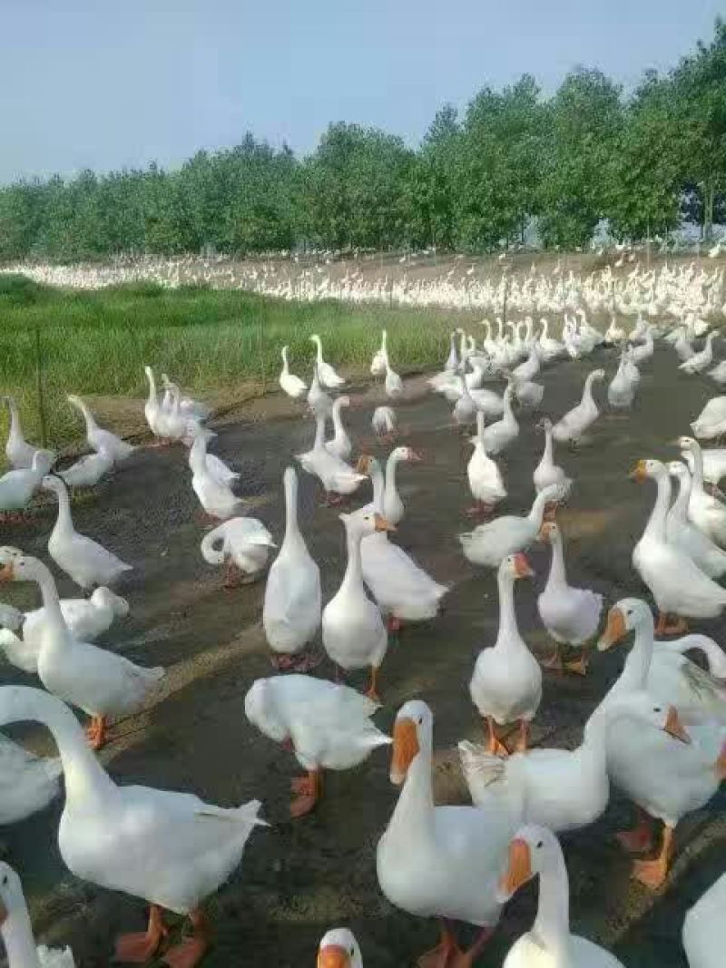皖西白鹅鹅苗250g以下