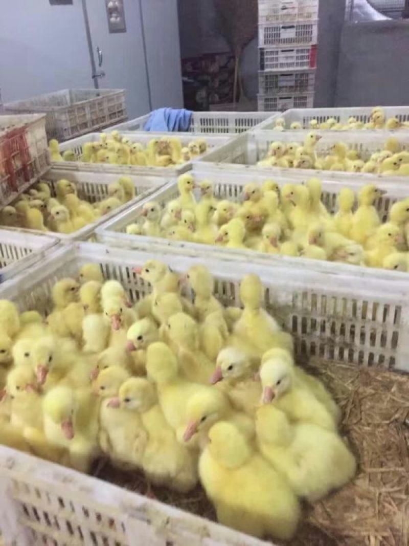 皖西白鹅鹅苗250g以下