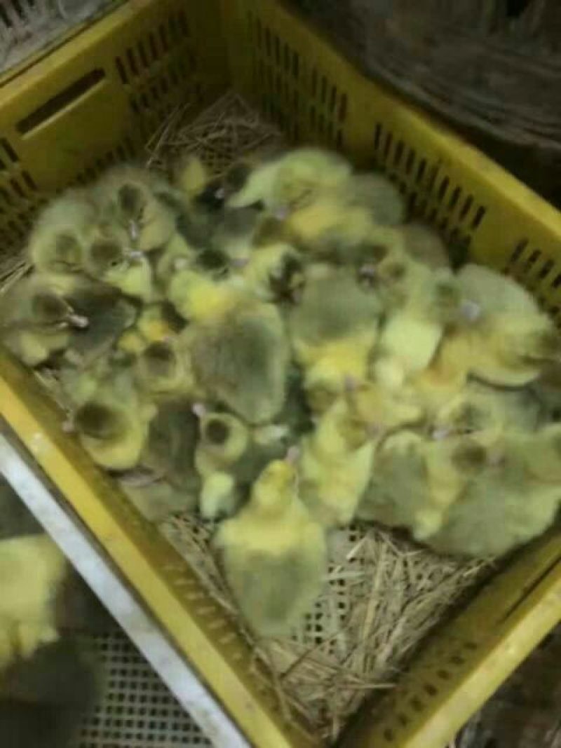 灰鹅苗250g以下