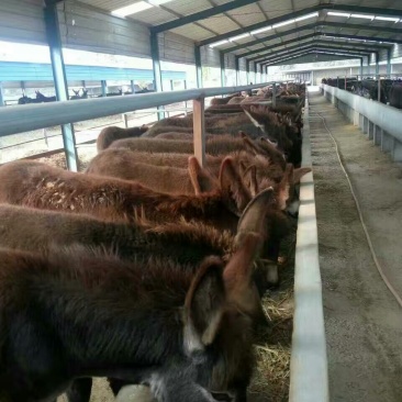 肉驴德州驴小驴驹三分驴乌头驴全国包邮欢迎选购