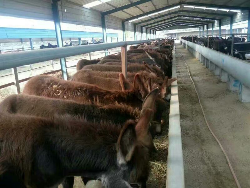 肉驴德州驴小驴驹三分驴乌头驴全国包邮欢迎选购