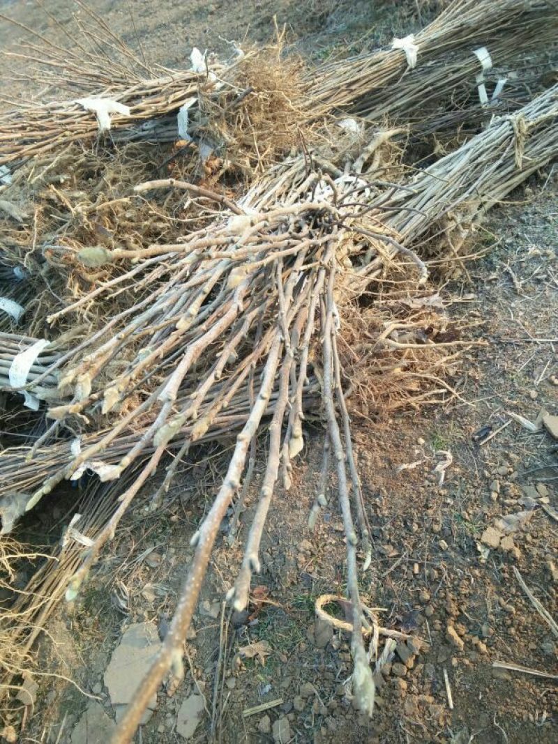 玉兰苗地栽苗70~80cm包指导包技术包成活