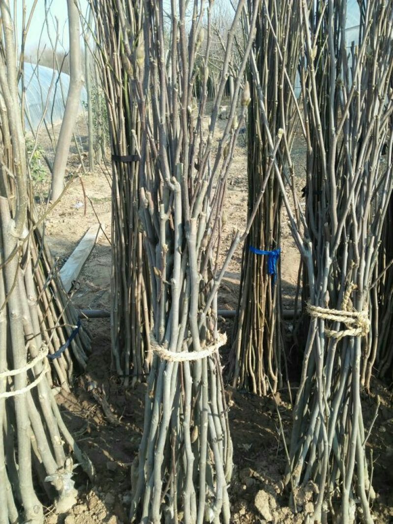 玉兰苗地栽苗70~80cm包指导包技术包成活
