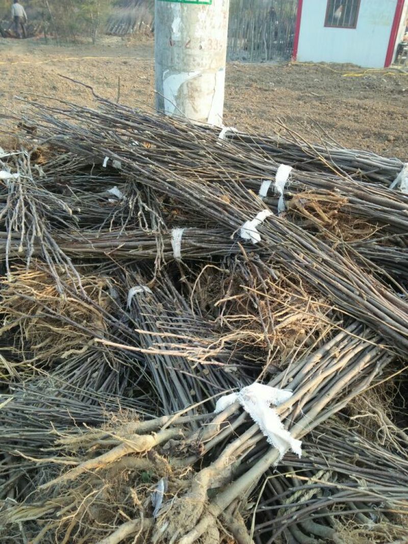 玉兰苗地栽苗70~80cm包指导包技术包成活