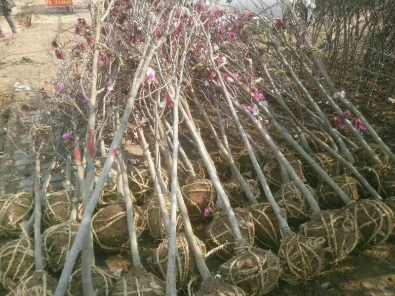 玉兰苗地栽苗70~80cm包指导包技术包成活