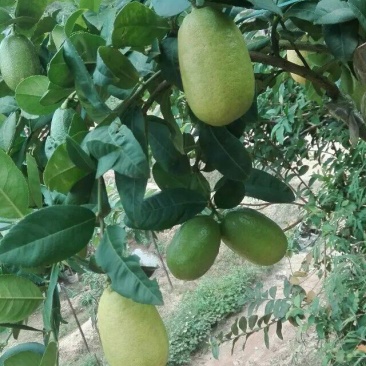 柠檬苗30~50cm