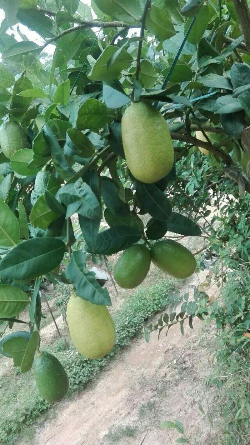 柠檬苗30~50cm