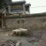芝麻油