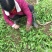 荠菜