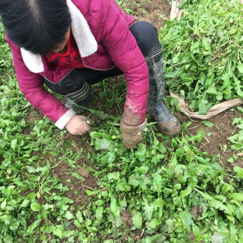 荠菜