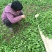 荠菜