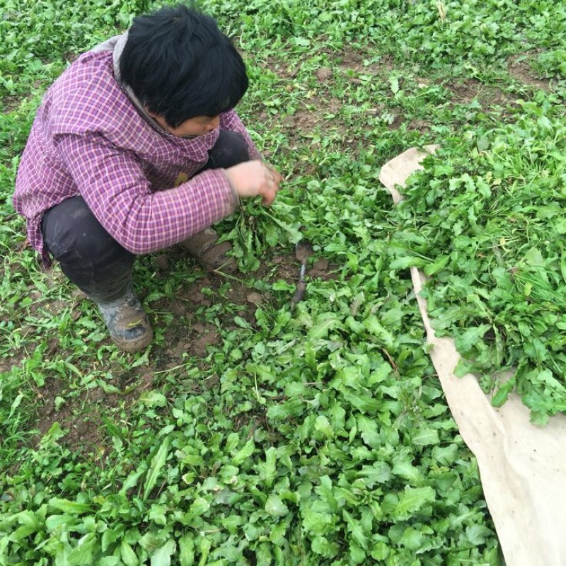 荠菜