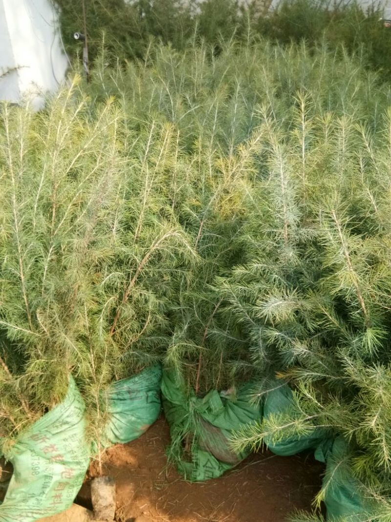 白皮松华山松白皮松苗松树松树苗白皮松小苗松树
