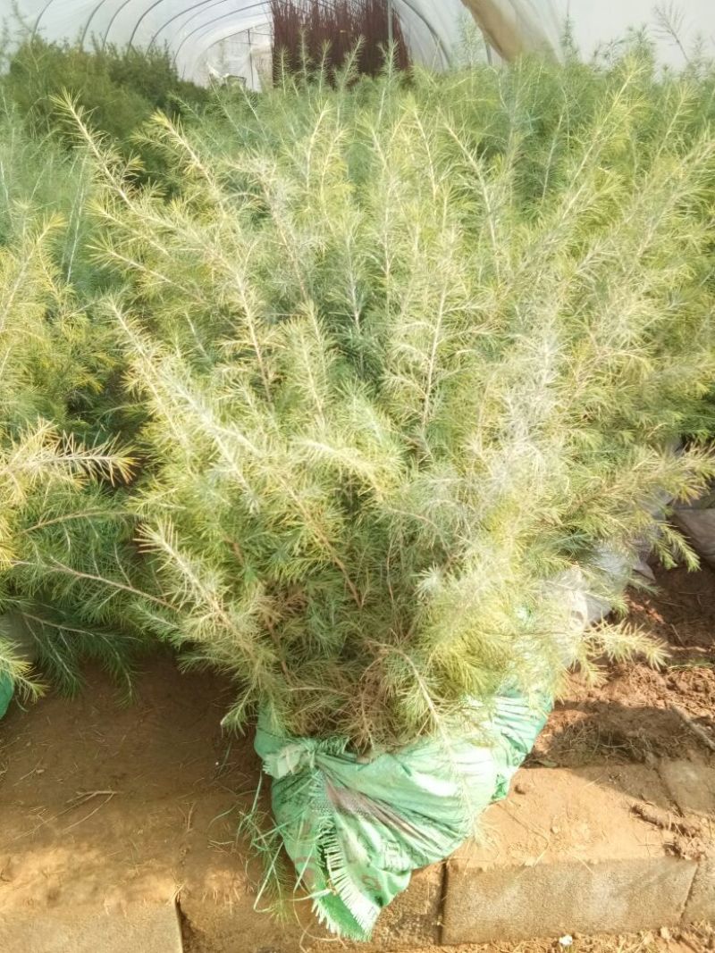 白皮松华山松白皮松苗松树松树苗白皮松小苗松树