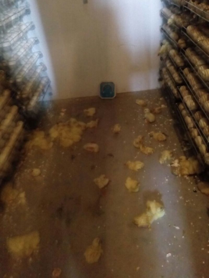 三花鹅苗250g以下